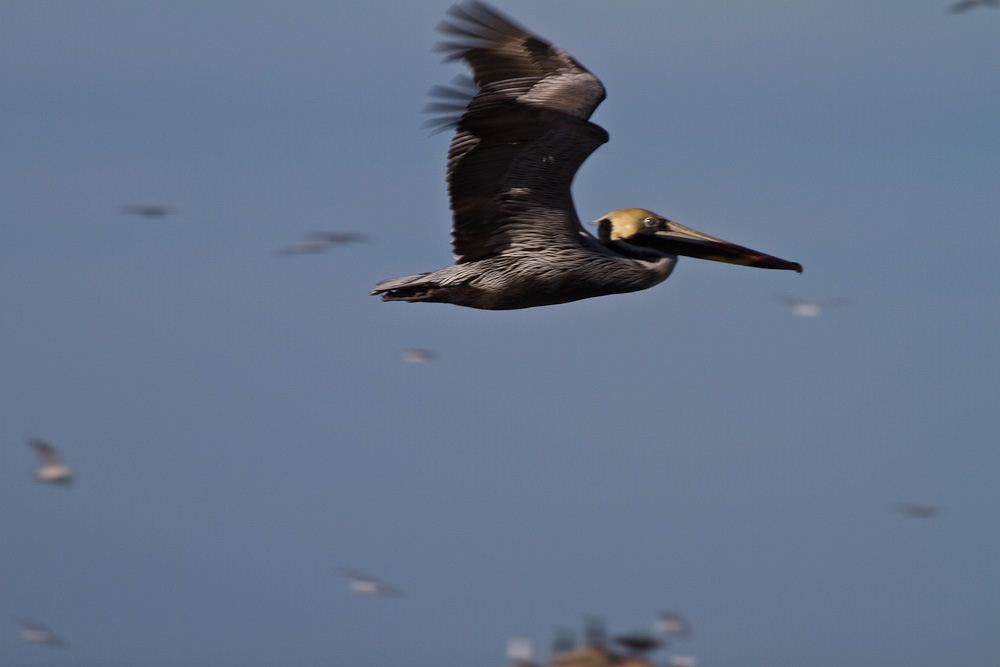 Brown Pelican None