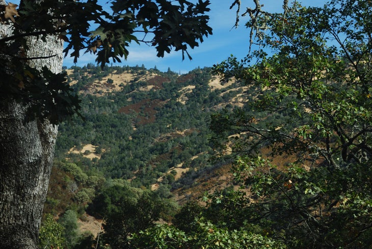 Brush-Scrubbed Hillsides None