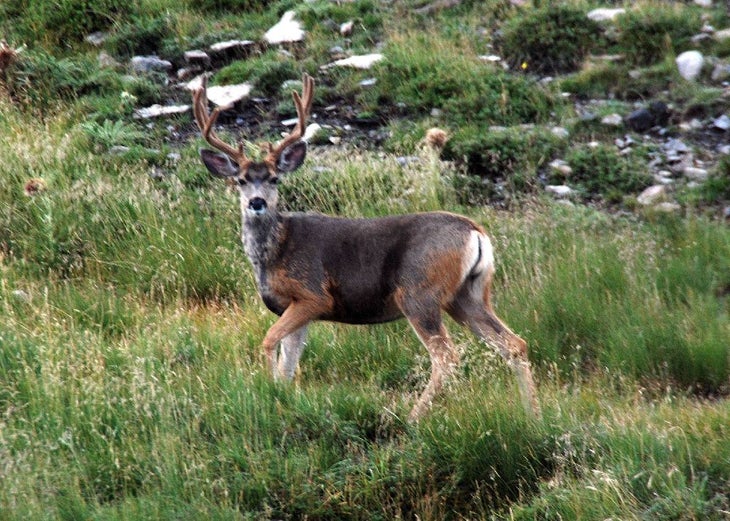 Buck None