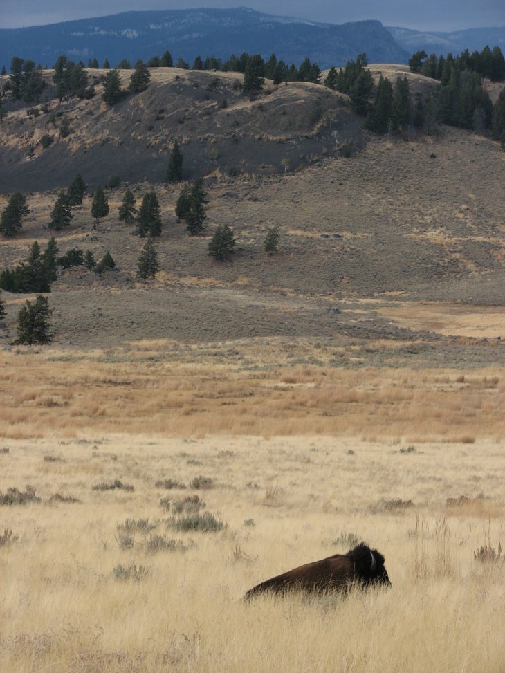 Buffalo None