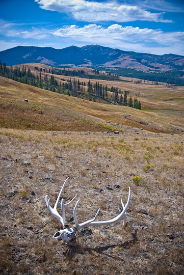 Bull Elk Skull None