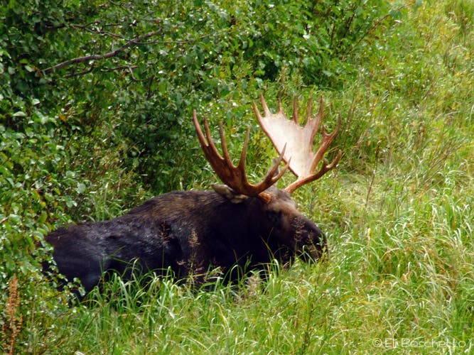 Bull Moose None