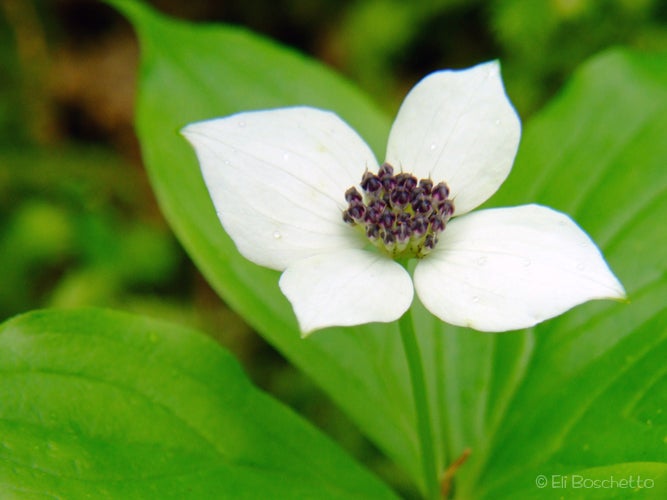 Bunchberry None