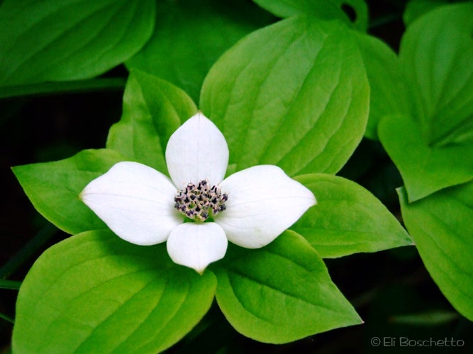 Bunchberry None