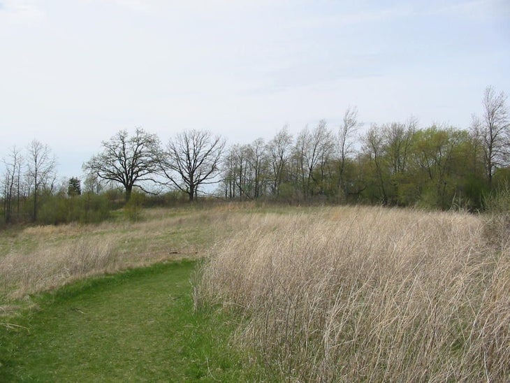 Bur Oaks None