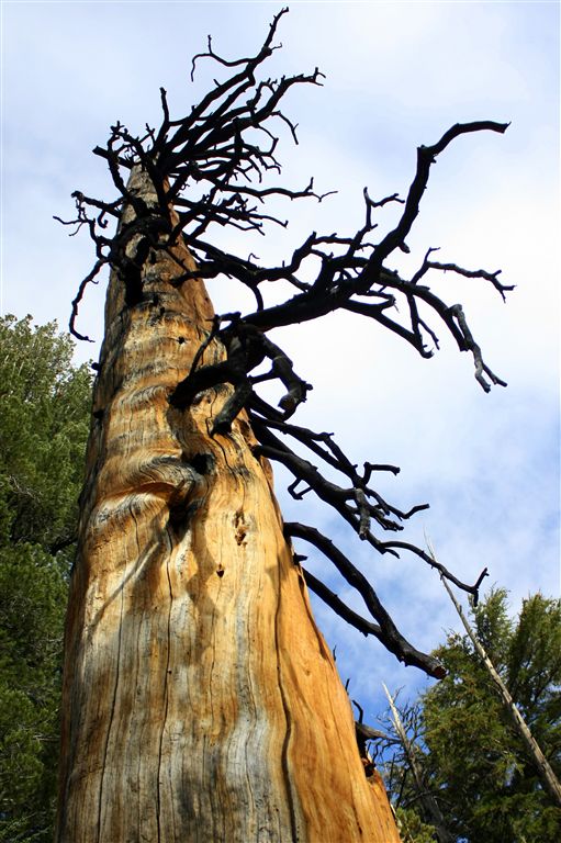 Burned Tree None