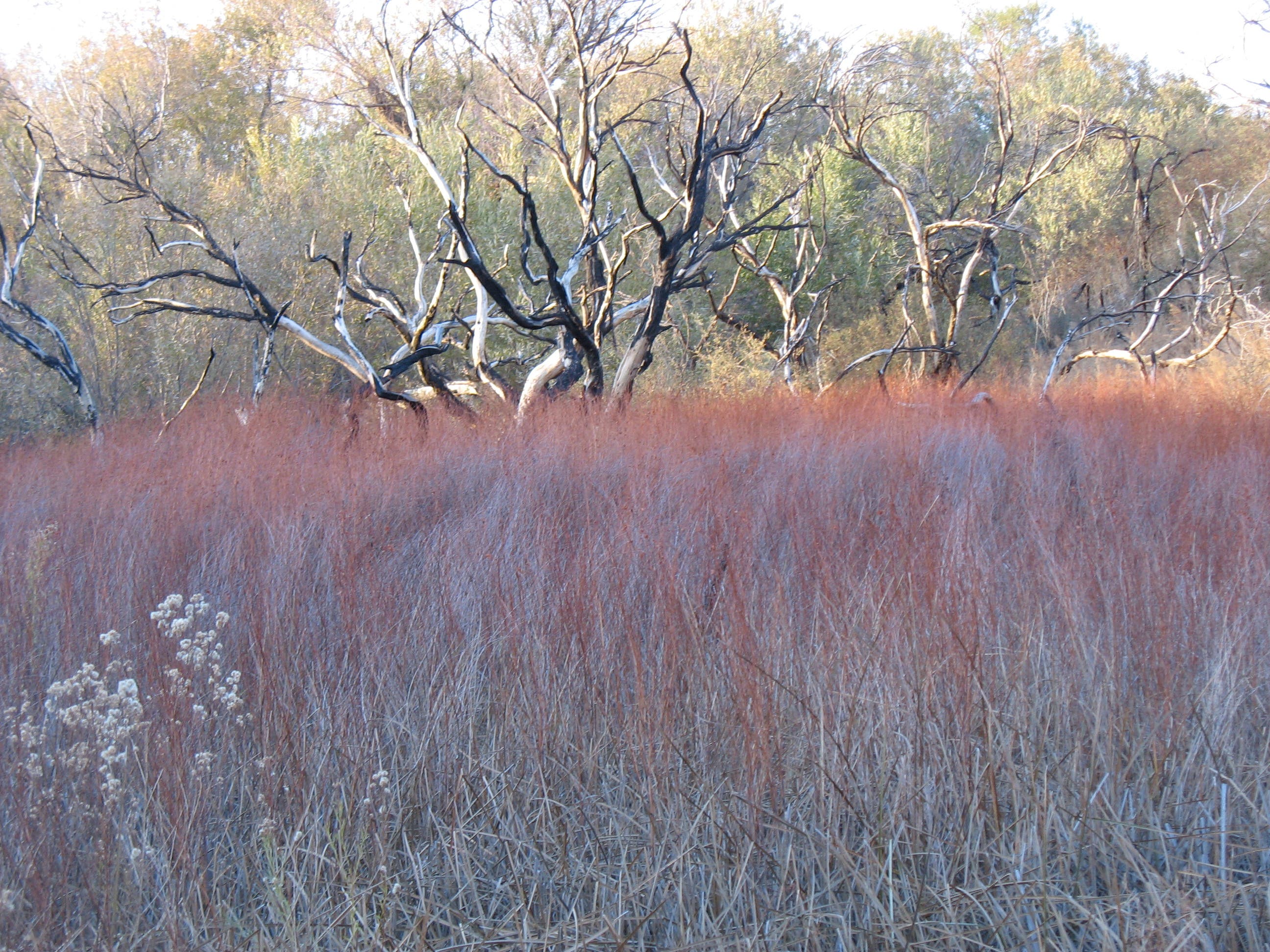 Burnt Cottonwood in Marsh None