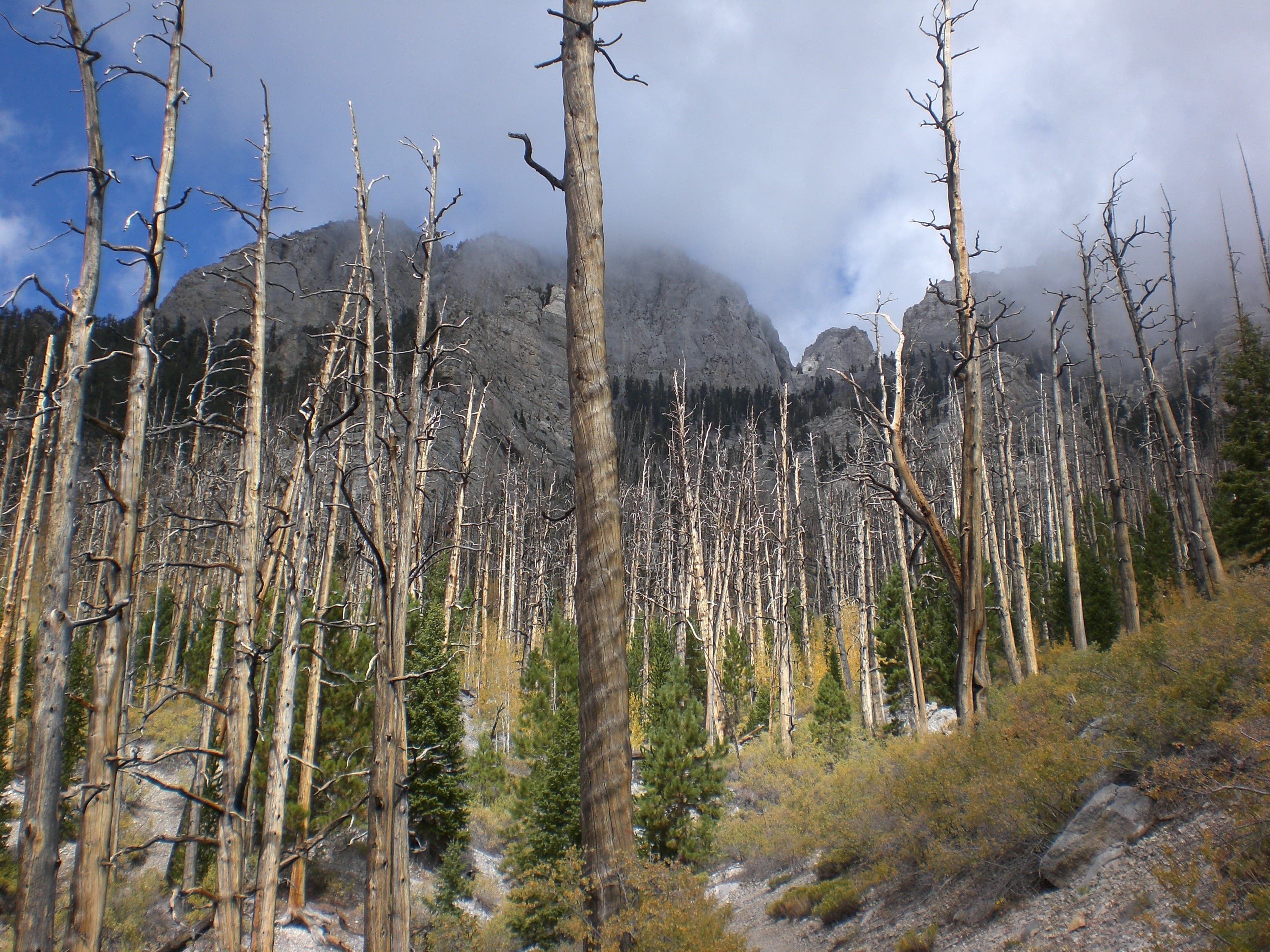 Burnt Forest Affords Terrific Views None
