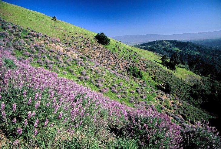 Bush Lupine None