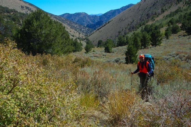 Bushwhacking None