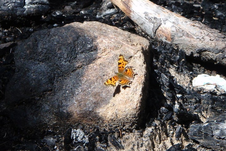 Butterfly None