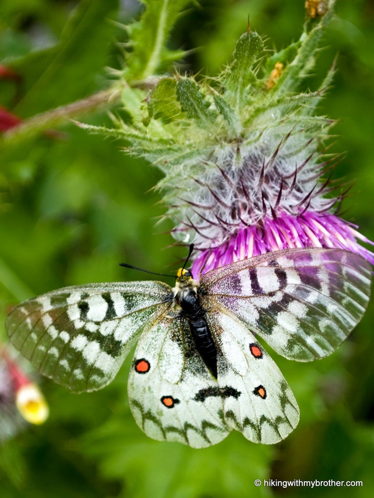Butterfly None