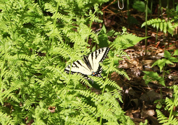 Butterfly None