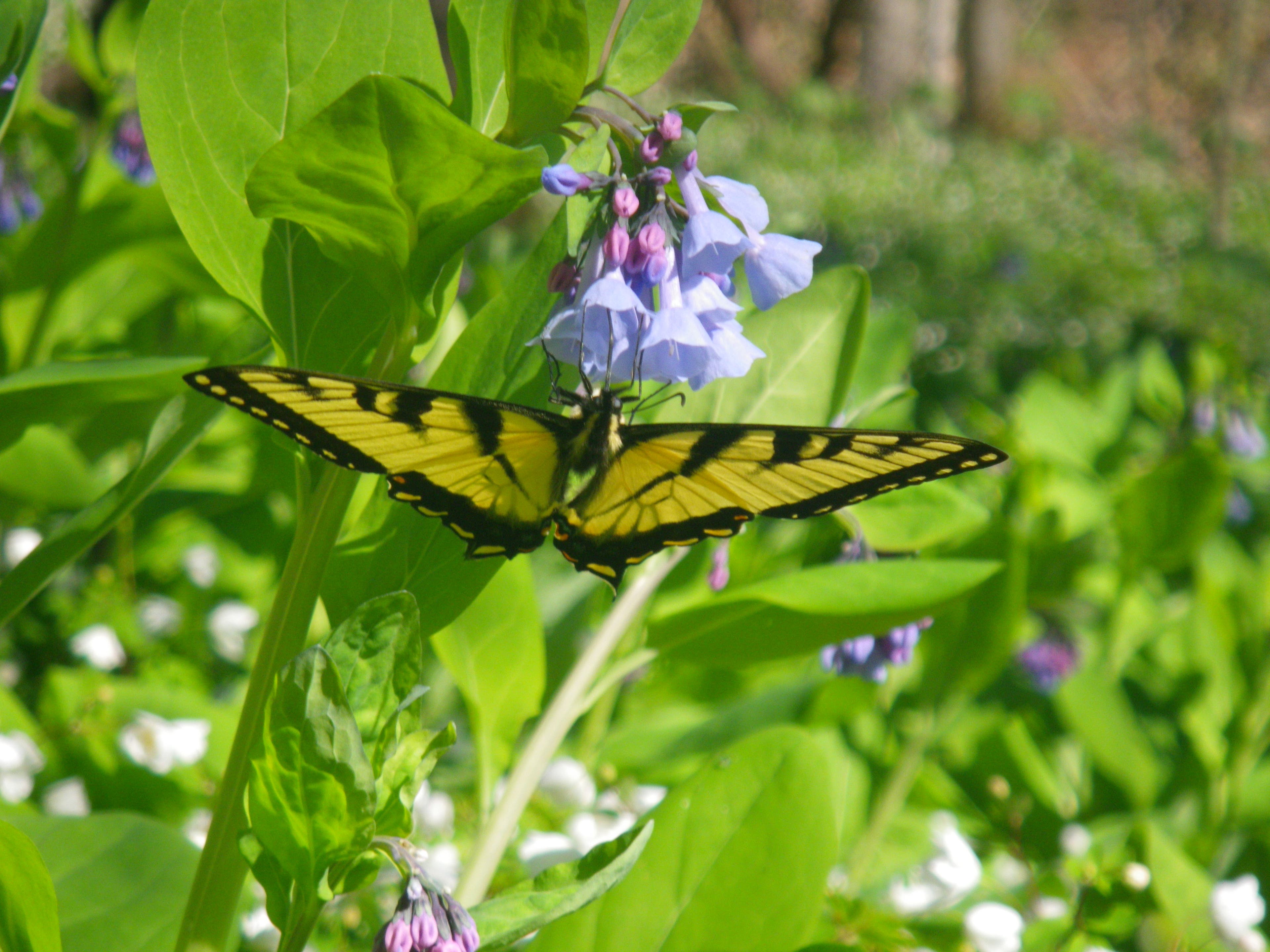 Butterfly along the Elm Trail None