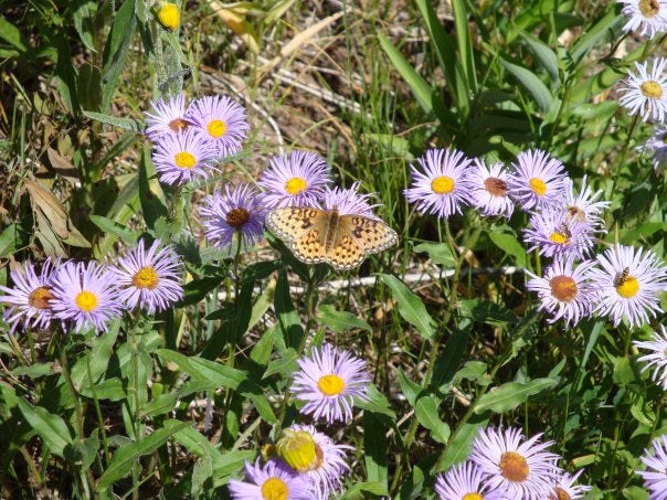 Butterfly and Wildflowers None