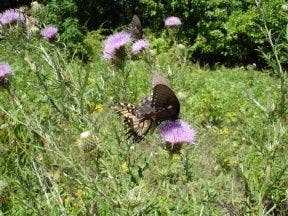 Butterfly in Meadow None