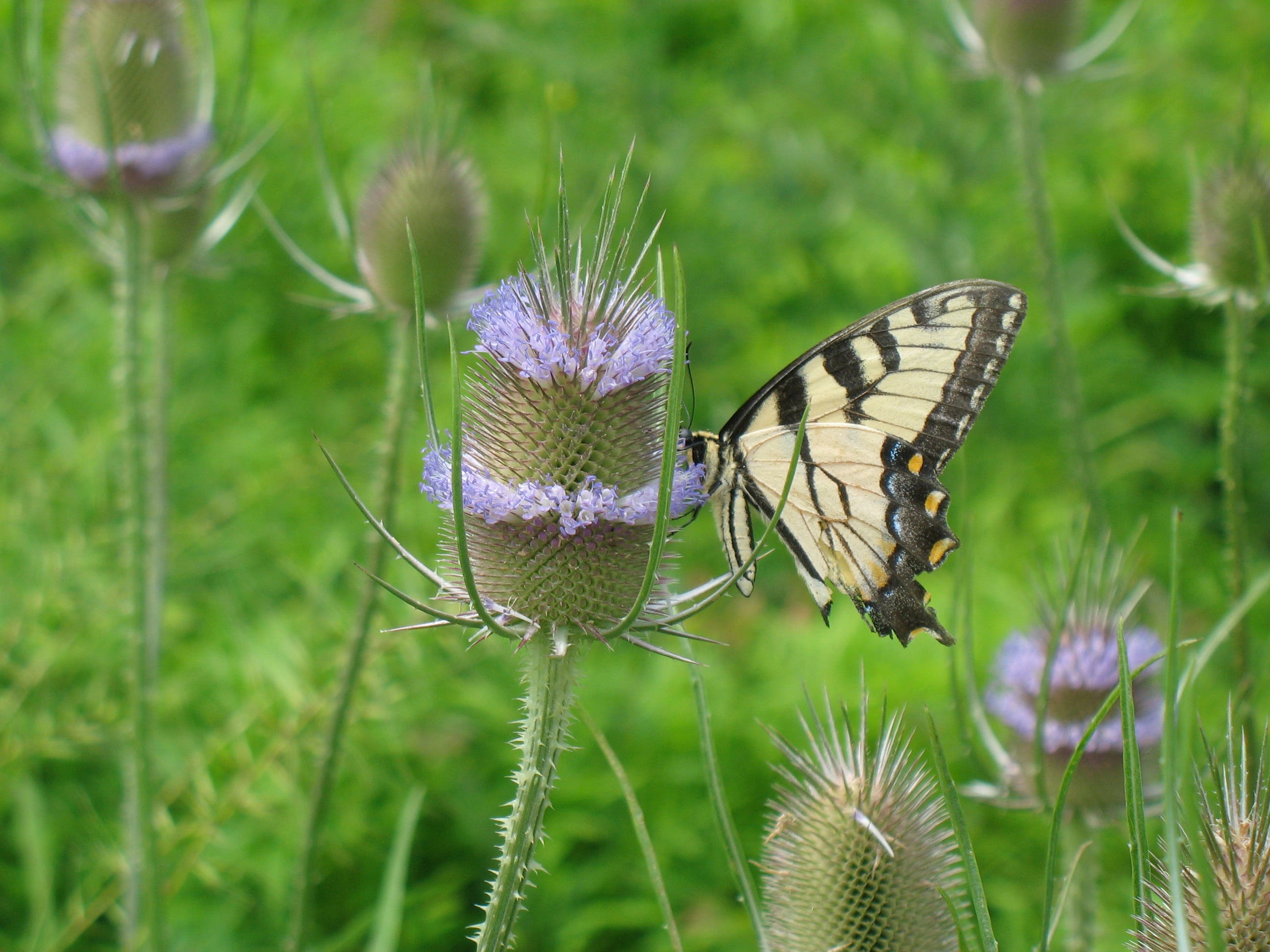 Butterfly on Bull Thistle None