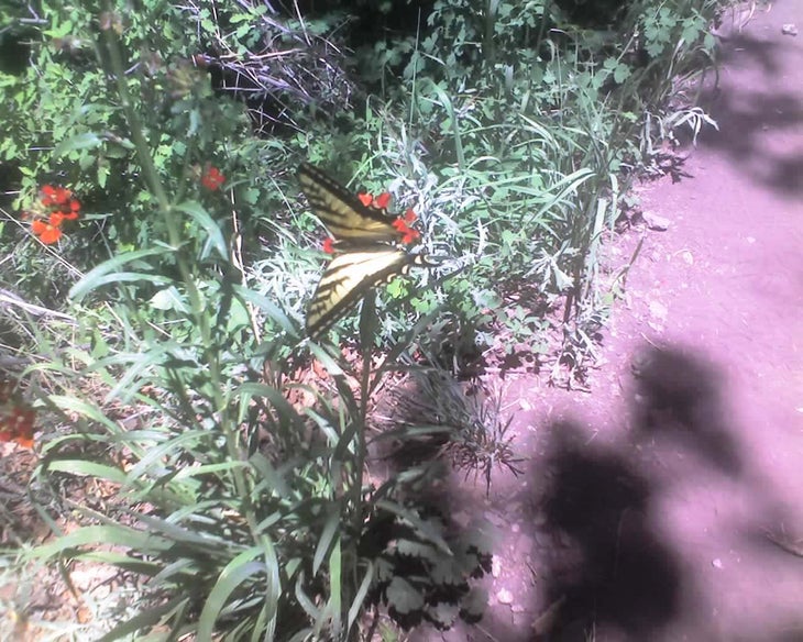 Butterfly None