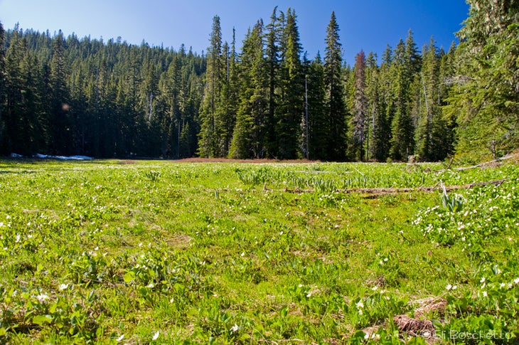 Cache Meadow None