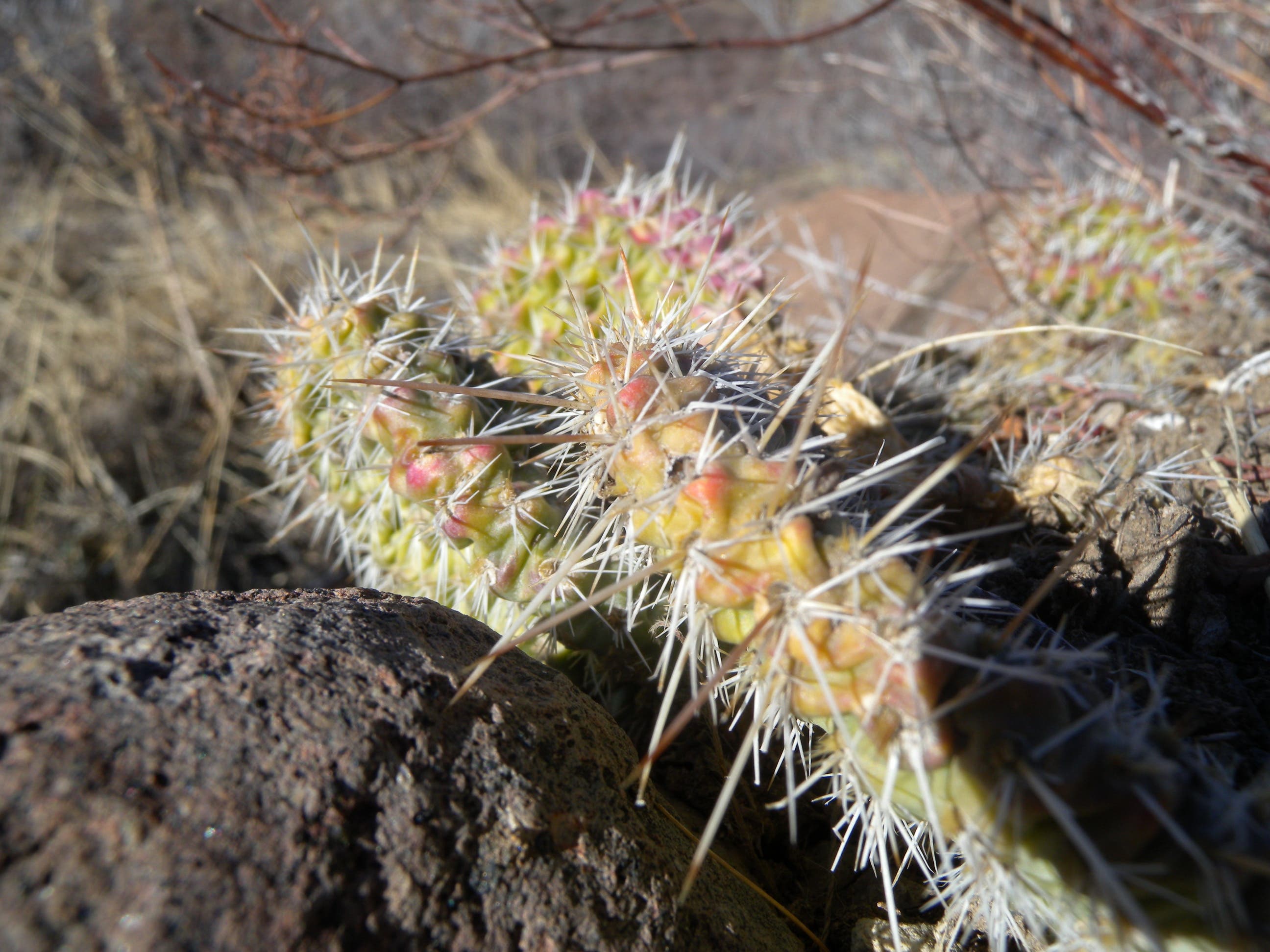 Cacti along the Tejas Trail. 