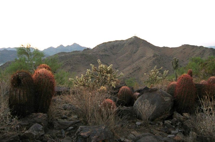 Cacti None