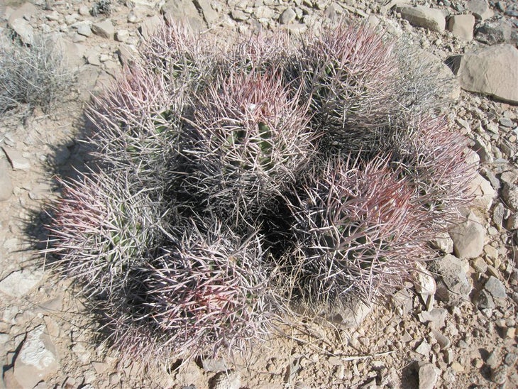 Cactus None