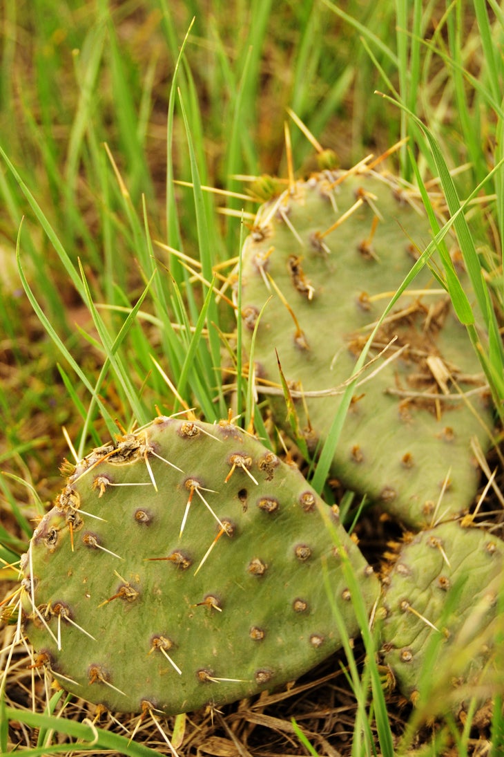 Cactus None