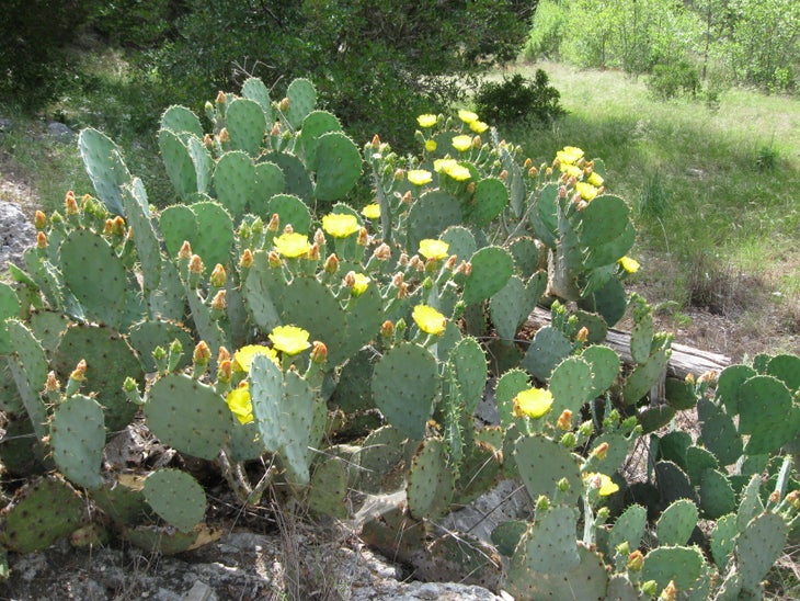 Cactus blooms None