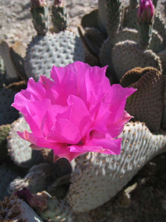 Cactus Flower None