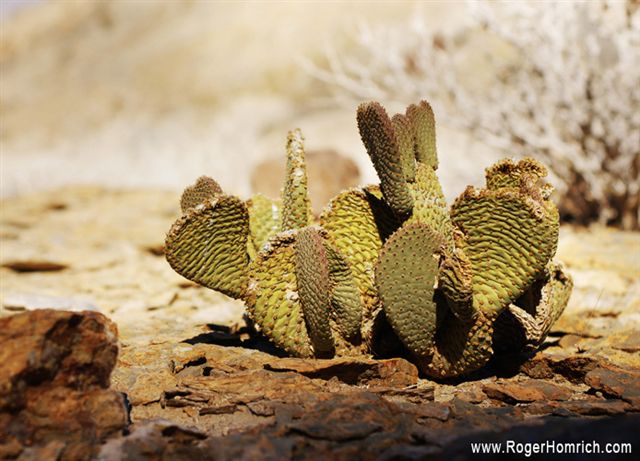 Cactus None
