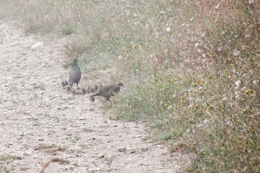 California Quail None