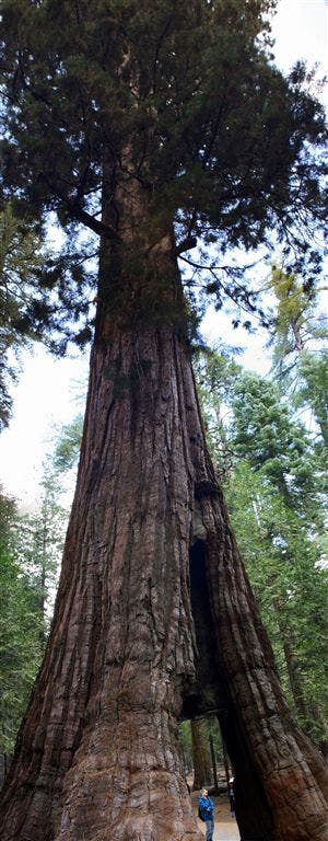 California Tunnel Tree None