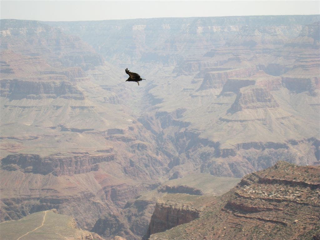 Californian Condor None