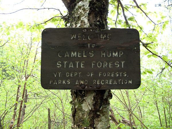 Camel's Hump State Forest None