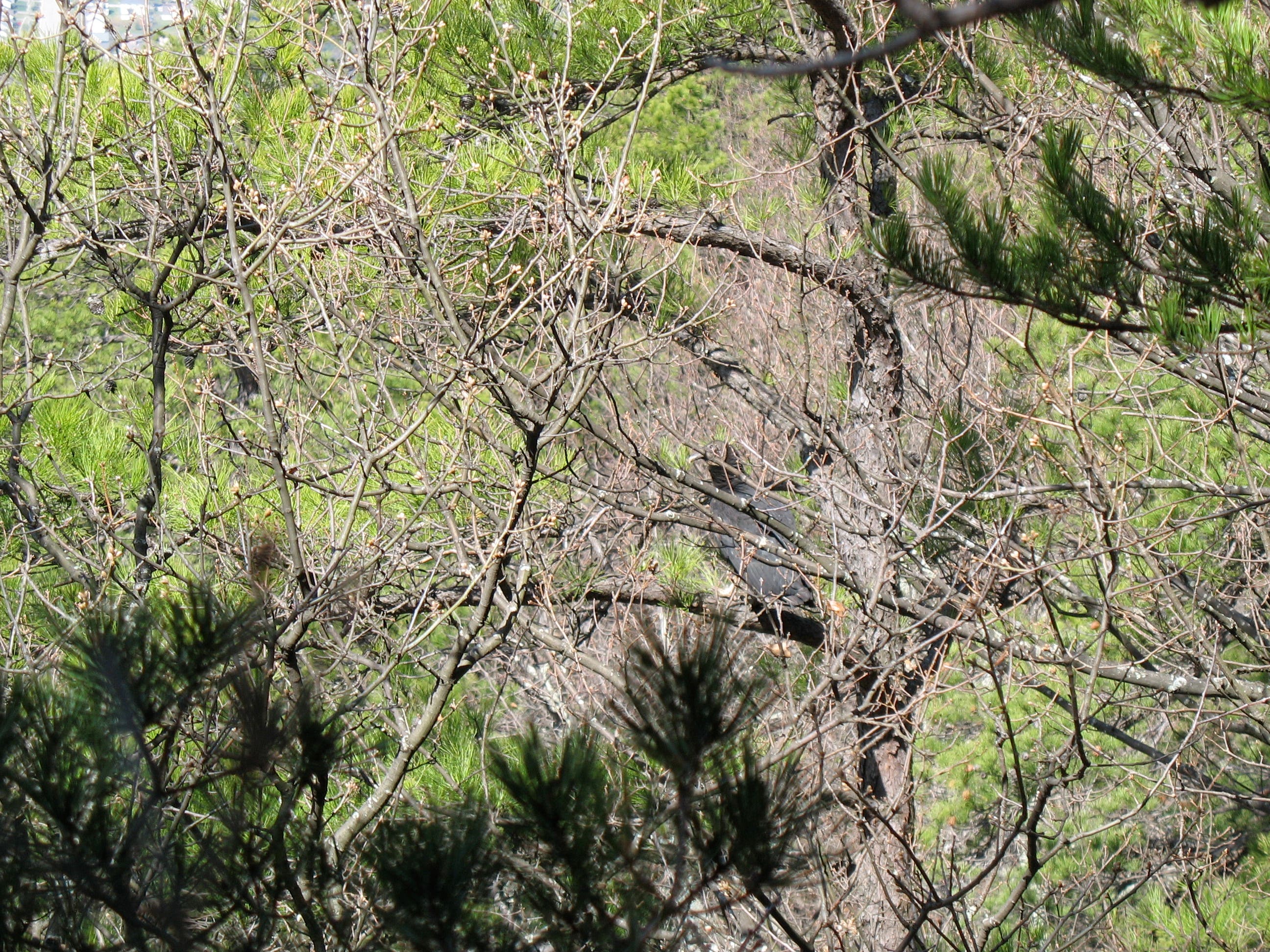 Camouflaged Buzzard None