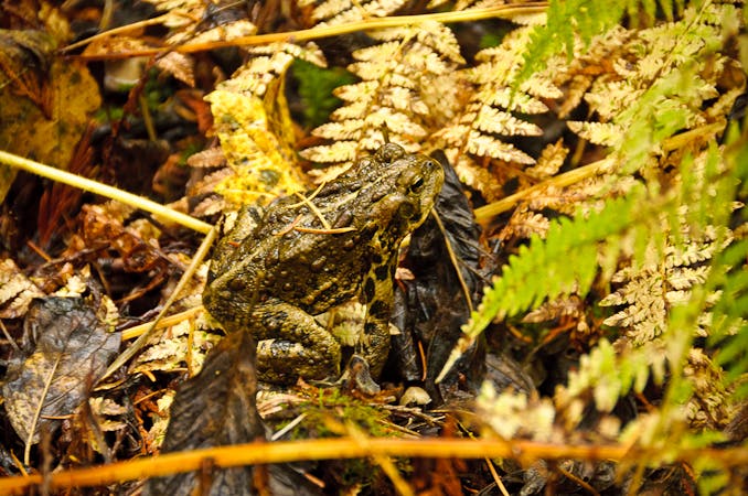 Camouflaged Toad None