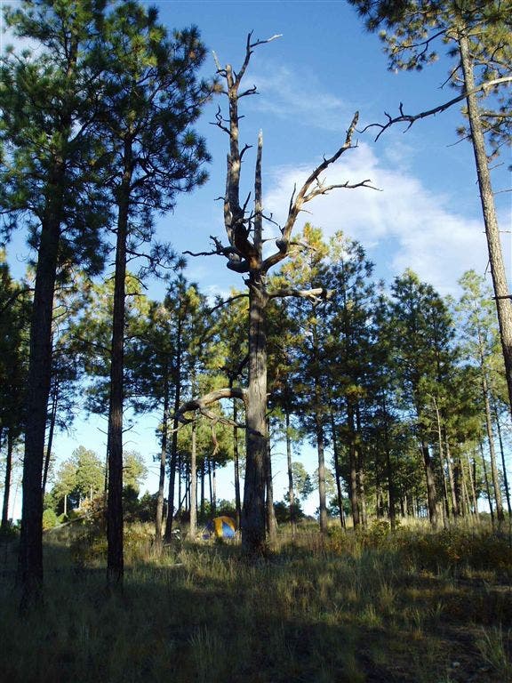 Camping Zone 1702 None