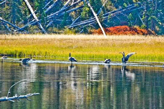 Canadian Geese None