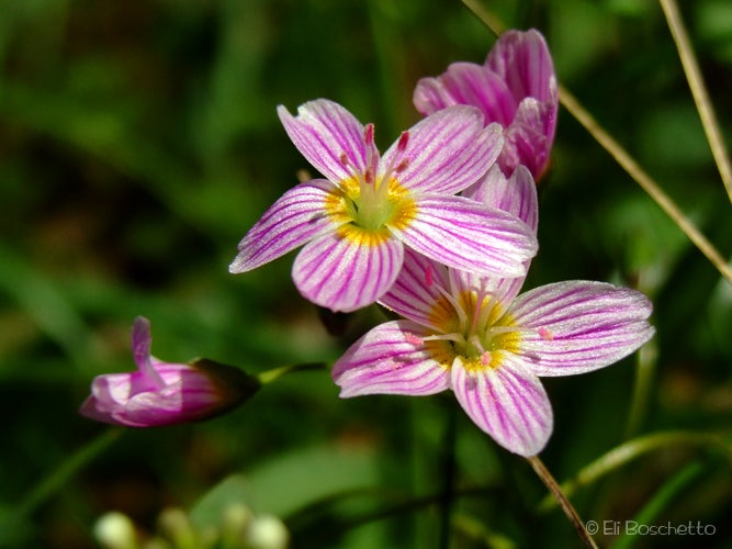 Candyflower None