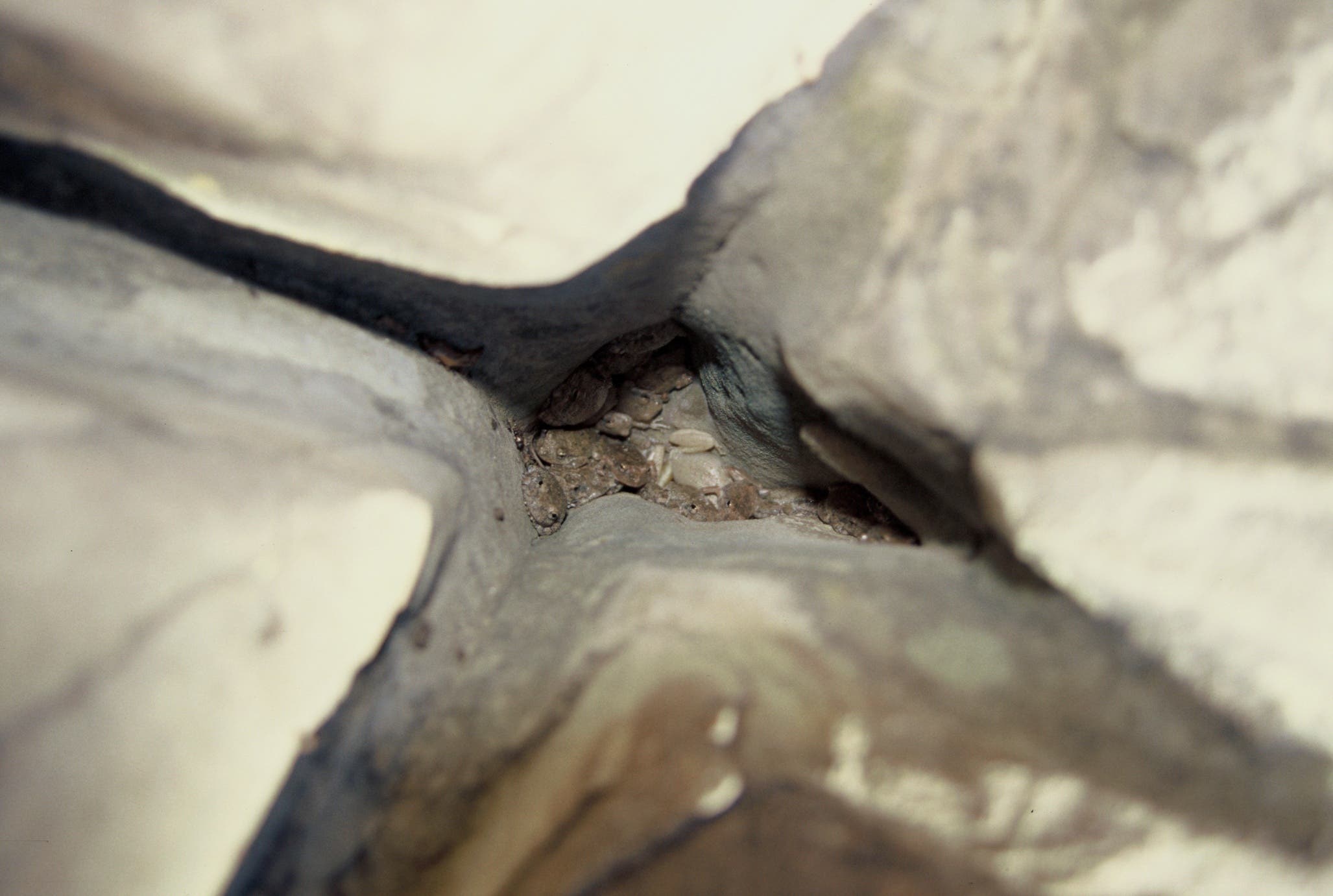 A cluster of tree frogs hide among the rocks at Seven Falls. 