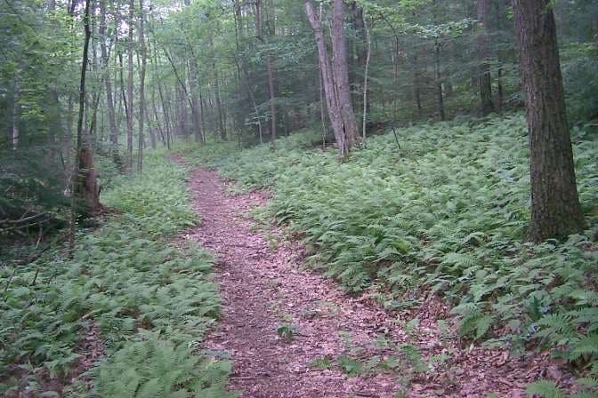 Carpet of Ferns None