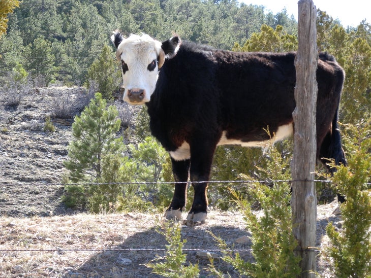 Cattle None