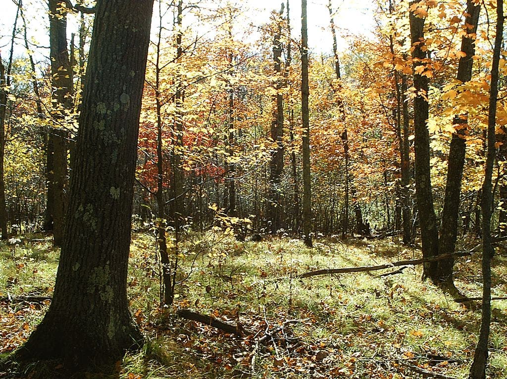 Changing leaves None