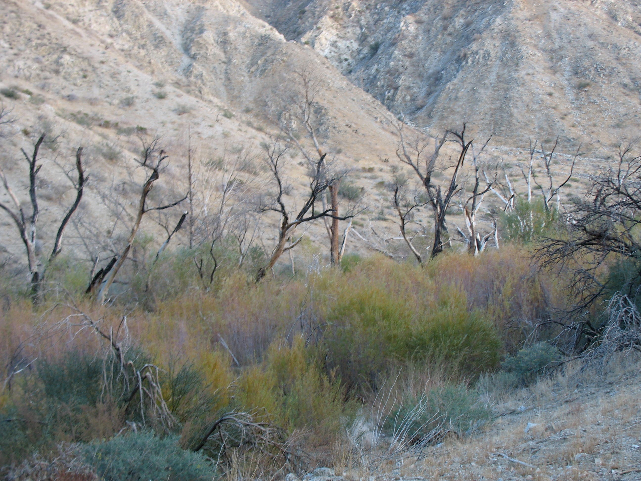 Charred Cottonwoods None