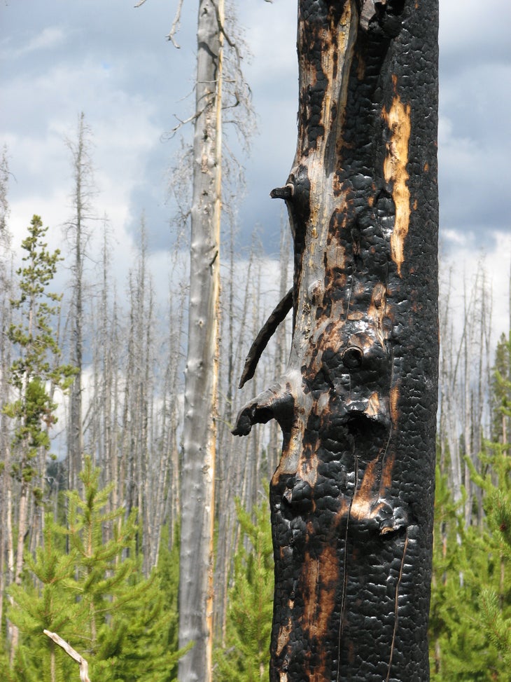 Charred Tree None
