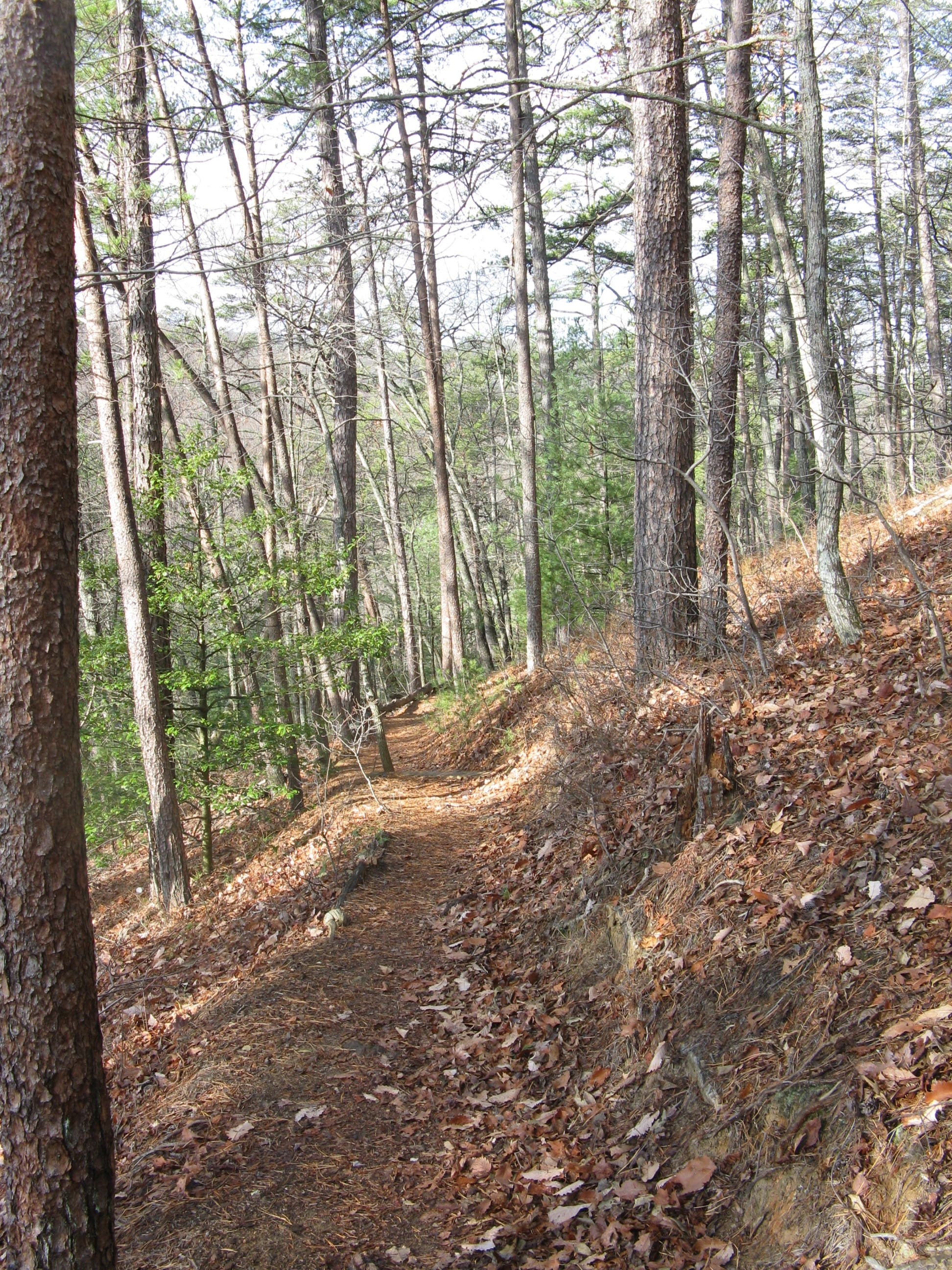 Chestnut Knob Trail None