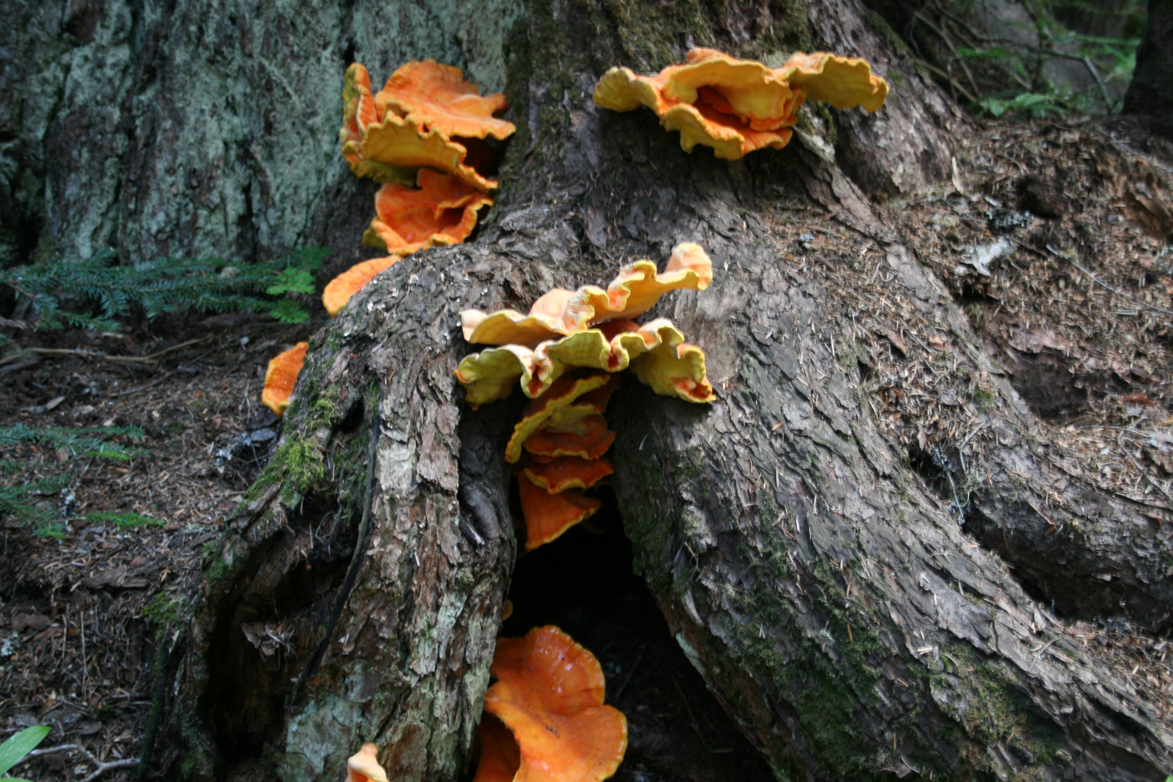 Chicken O' the Woods None