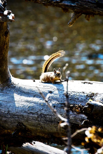 Chipmunk None