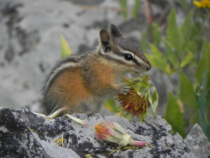 Chipmunk None