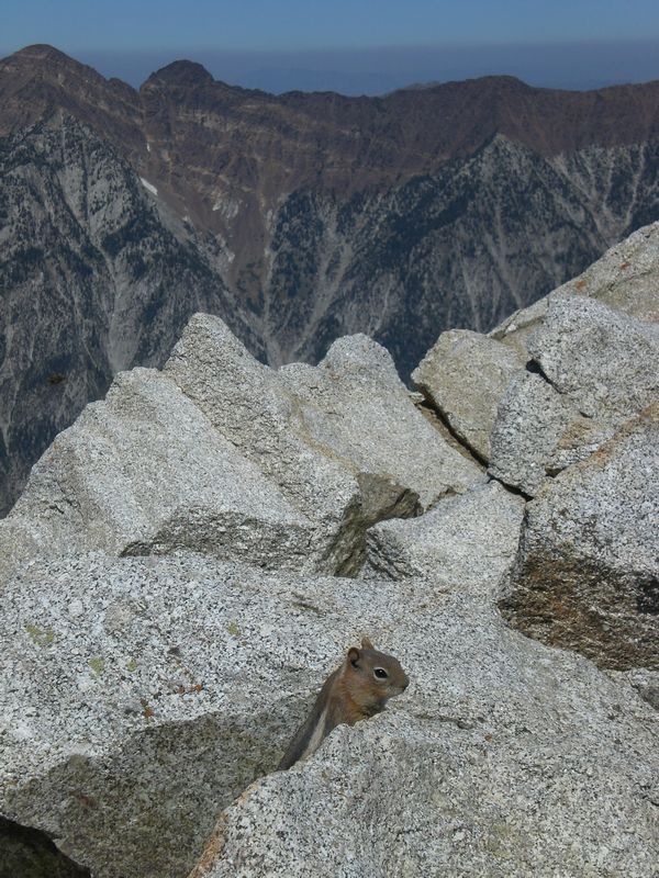 Chipmunk None